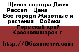 Щенок породы Джек Рассел › Цена ­ 45 000 - Все города Животные и растения » Собаки   . Пермский край,Красновишерск г.